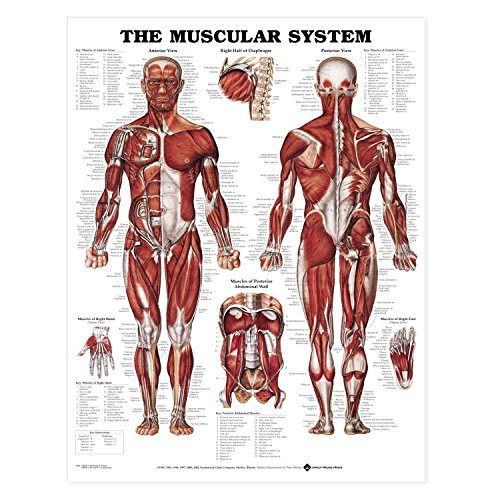 Muscular System Giant Chart