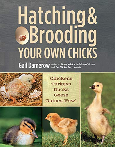 Hatching & Brooding Your Own Chicks: Chickens Turkeys Ducks Geese Guinea Fowl