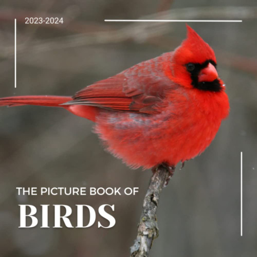 The Photograph Of Birds