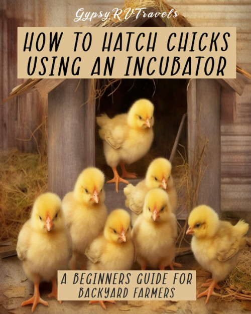 How To Hatch Chicks Using An Incubator