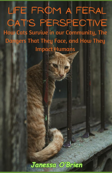 Life From A Feral Cat's Perspective