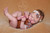 Pre-Order Kit Little Bear by Beatriz Clemente