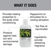 GREAT CLIPS Solutions Tea Tree Conditioner 12 fl oz | Tea Tree and Peppermint Oils | Detangle and Condition | For All Hair Types
