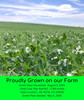Palouse Brand Certified Glyphosate Residue Free Green Split Peas | Mader Family Grown | 5 LBS | Palouse Brand | Non-GMO | Kosher