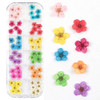 3D Nail Dried Flowers Sticker Set CHANGAR Real Dried Flowers for Nail Art & Resin Craft DIY Five Petal Flower Leaf Gypsophila Dry Flower Nail Art Dec
