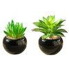 Teensery 2 Pcs Mini Artificial Succulent Plants Pots with Black Round Ceramic Bowl for Home Decoration, Office Decoration, Gift and More