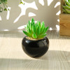 Teensery 2 Pcs Mini Artificial Succulent Plants Pots with Black Round Ceramic Bowl for Home Decoration, Office Decoration, Gift and More