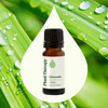 Plant Therapy Citronella Essential Oil 10 mL (1/3 oz) 100% Pure, Undiluted