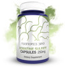 Nootropics Depot Agmatine Sulfate Capsules - 250mg - 120 Count