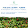 Holistic Bin Korean Red Ginseng Powder Pure Panax Ginseng Supplement