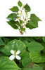 Organic Natural Pure Houttuynia Cordata(Eoseongcho) Extract Powder -10.58 Ounce