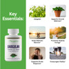 Paradise Herbs Jiaogulan, Vital Energy Adaptogen, Active Whole Spectrum, Super