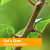Herb Pharm Cat's Claw (UNA de Gato) Liquid Extract for Immune System Support