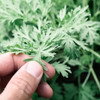 Herb To Body Wormwood Herb C/S