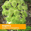 Herb Pharm Certified Organic Angelica Root Liquid Extract for Digestive Support