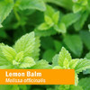 Herb Pharm Kids Certified-Organic Alcohol-Free Lemon Balm Calm Liquid Extract, 1