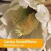 Herb Pharm Cactus Grandiflorus Liquid Extract for Cardiovascular Circulatory