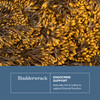Eclectic Herb - Premium Freeze-Dried Bladderwrack Capsules