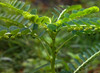 YOGIS HERBS Keezhanelli Powder (Phyllanthus Niruri) Stone Breaker 1 Lb Fresh &