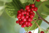 Dragon Herbs - Schizandra Capsules - 100 Capsules, 500 mg Each