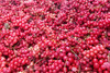 Dragon Herbs - Schizandra Capsules - 100 Capsules, 500 mg Each