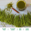 Amazing Grass Wheat Grass Powder: 100% Whole-Leaf Wheat Grass Powder for Energy