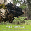 Chaga Tea Fine Mushroom Powder by My Berry |100% Wild-Harvested in Maine &