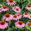 Herb To Body Echinacea Purpurea Powder