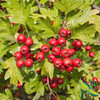 Herb To Body Hawthorn Berries Whole