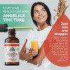Angelica Tincture, Organic Angelica Extract (Angelica archangelica) Dried Root