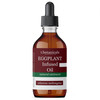 Eggplant Oil Eggplant Infused Oil for Skin Disorders Broad Spectrum Eggplant