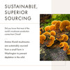 Anima Mundi Apothecary Chaga Mushroom Powder - Organic Chaga Mushroom Powder