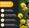 NutraChamps Berberine Supplement - Ultra High Strength 97% Purity