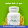 VH Nutrition CISTANCHE - Cistanche Capsules