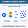 Sandhu's Zinc Supplement with Ionophores| Quercetin & Green Tea Extract