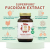 PURE SYNERGY SuperPure Fucoidan Extract