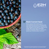 E2H Natural Black Currant Extract, Cold Pressed Black Currant Seed