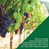 Health Thru Nutrition Resveratrol as ResVida 100mg Trans-Resveratrol