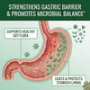 Approved Science Pyloriprin - Advanced Digestive Support for A Healthy Stomach