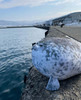 237 inch Large Seal Plush Pillow Soft Stuffed Animal Toy Chubby Blob Seal Plushie for Boys Girls Cute Room Decor Ocean A