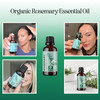 Certified Organic Rosemary Oil for Hair Pure USDA Organic Rosemary Essential Oil for Hair Skin and Nails Plus Aromathera