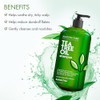 Majestic Pure Tea Tree Shampoo for Men and Women 16 fl oz Hydrating Formula Fights Dandruff Lice and Itchy Irritating or