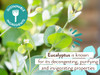 Babo Botanicals Eucalyptus Remedy Shampoo Wash Invigorating Eucalyptus Rosemary Essential Oils For all Ages EWG Verified