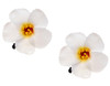Love Sweety 2pc Hawaiian Plumeria Hair Clips Delicate Dew Galsang Flower Barrettes for Beach PartyWhite