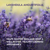 Alteya Organics Lavender Water USDA Certified Organic Facial Toner 17 Fl Oz500mL Pure Bulgarian Lavandula Angustifolia F