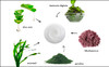Raya UltraLight Seaweed Cream 304 AntiAging Moisturizer for Oily BreakOut Skin Hydrating Face Cream Reduces Fine Lines W