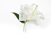 Tammy Fender Plant Milk Serum Natural Organic Cruelty Free NonToxic Skincare Strengthen Nourish Protect Rebalance Soothe