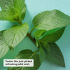 eos 100 Natural Organic Lip Balm Sweet Mint Dermatologist Recommended AllDay Moisture Lip Care Made for Sensitive Skin 0