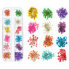 TEOYALL 24 Colors Dried Flowers for Nail Art 2 Boxes 3D Dry Flowers Nail Stickers Colorful Natural Real Flower Nail Deca