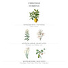 Panier des Sens Verbena Bar Soap Moisturizing Gentle Scented Soap Bar Natural Soap with Sweet Almond 97 Natural Ingredie